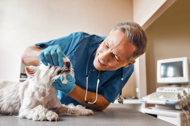 Best Emergency Treatment for Dental Infections or Abscesses in Taylorvle, IL
